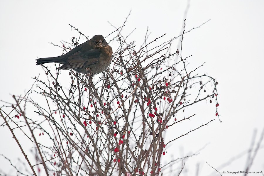 Зимний Петергоф Зимний Петергоф