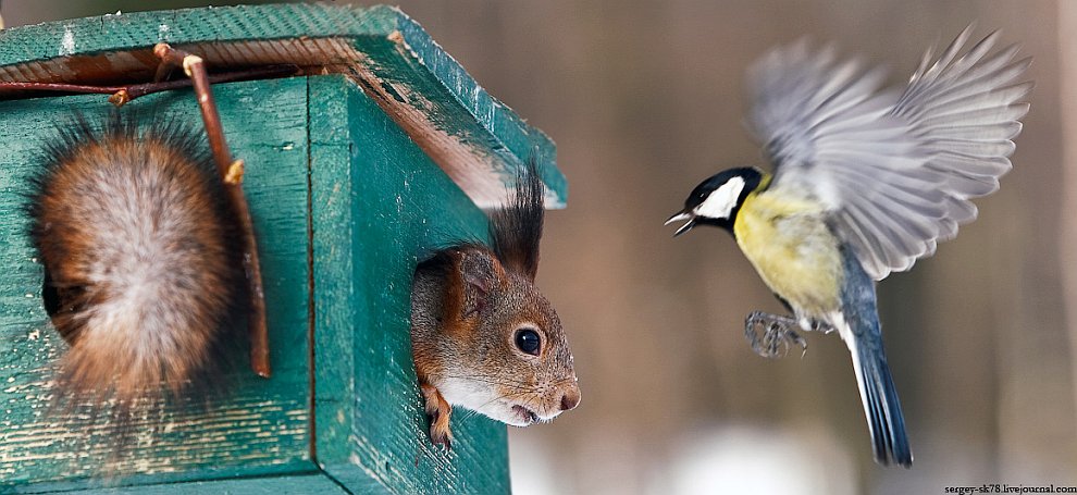 Зимний Петергоф Зимний Петергоф
