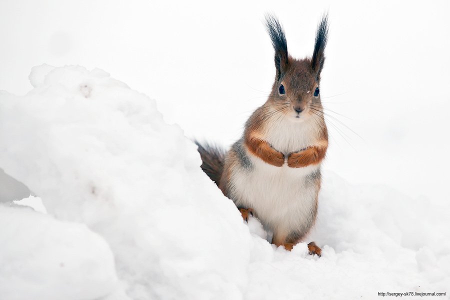 Зимний Петергоф Зимний Петергоф