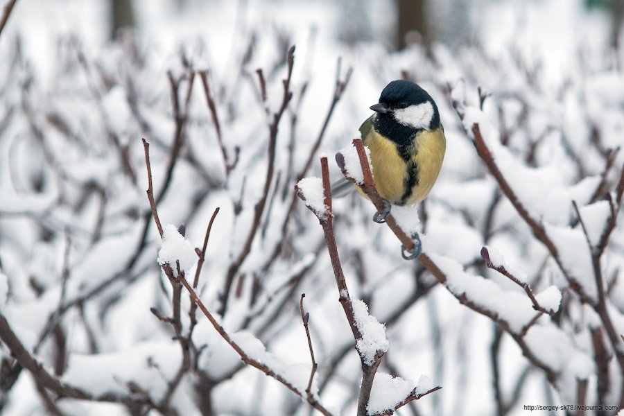 Зимний Петергоф Зимний Петергоф