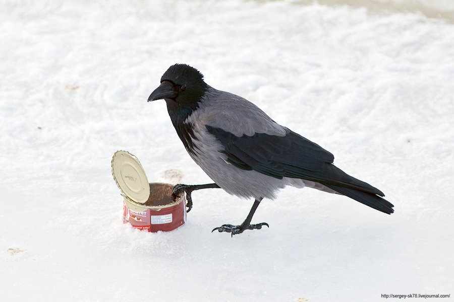 Зимний Петергоф Зимний Петергоф