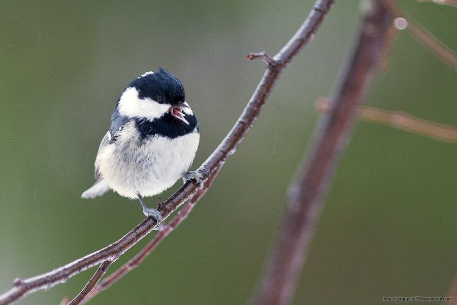 Зимний Петергоф Зимний Петергоф
