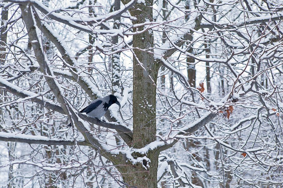 Зимний Петергоф Зимний Петергоф