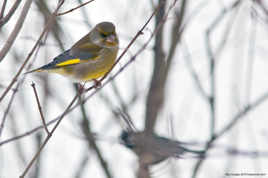 Зимний Петергоф Зимний Петергоф