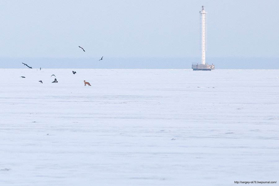 Зимний Петергоф Зимний Петергоф