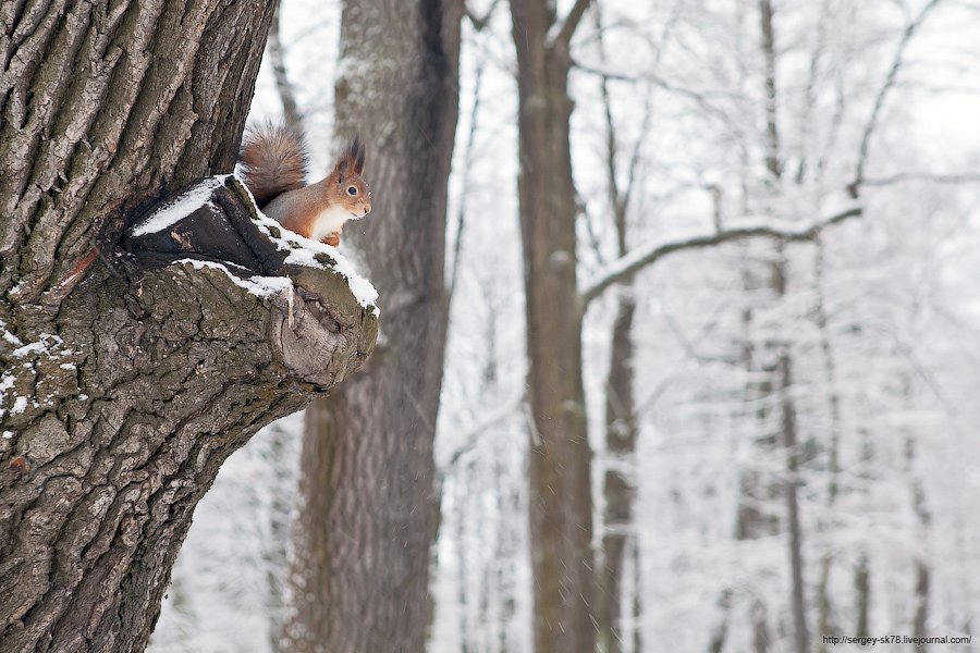 Зимний Петергоф Зимний Петергоф
