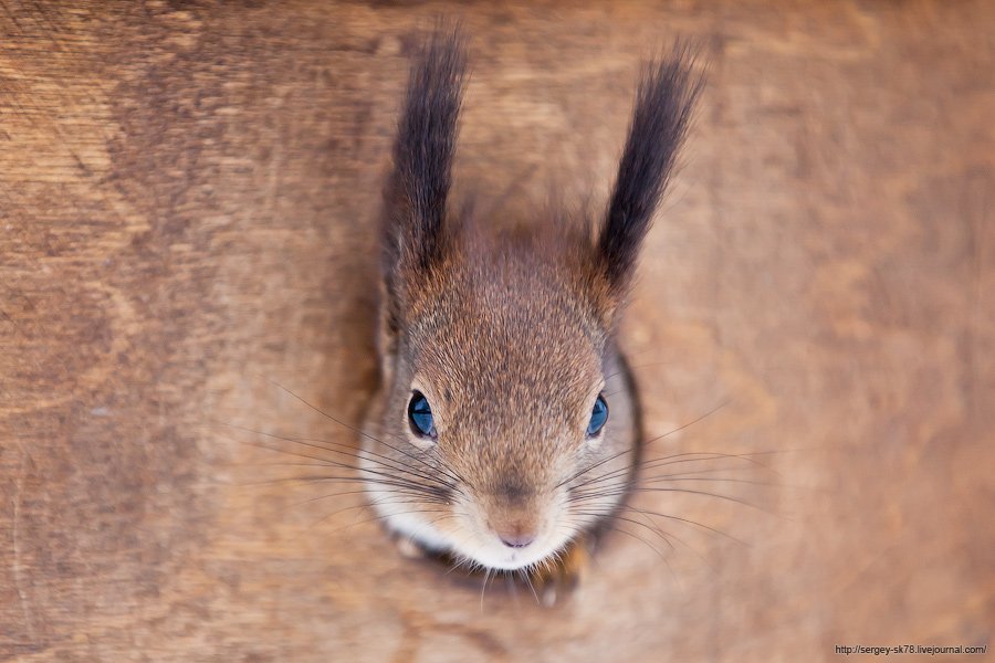 Зимний Петергоф Зимний Петергоф