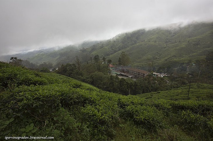 Чайные плантации Камеронских гор