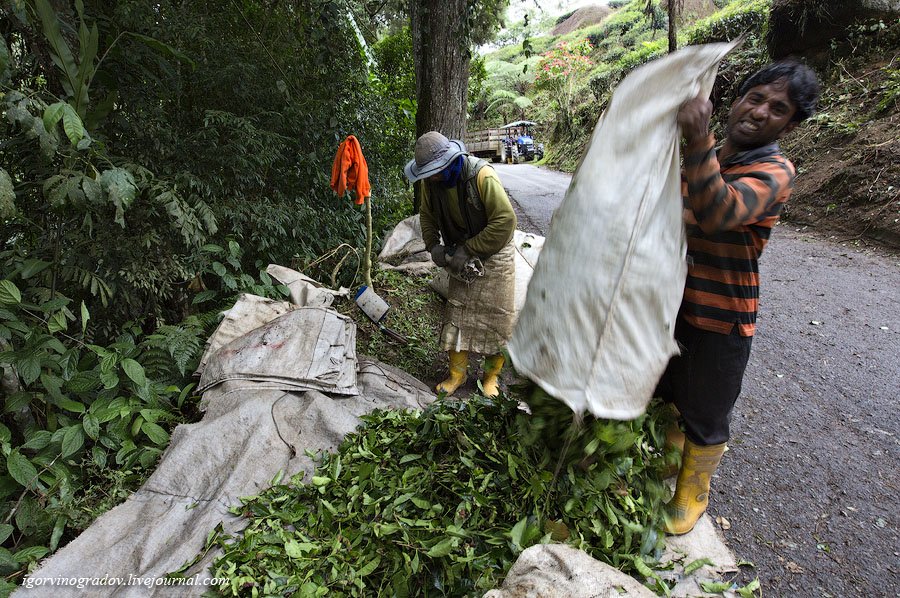 Чайные плантации Камеронских гор