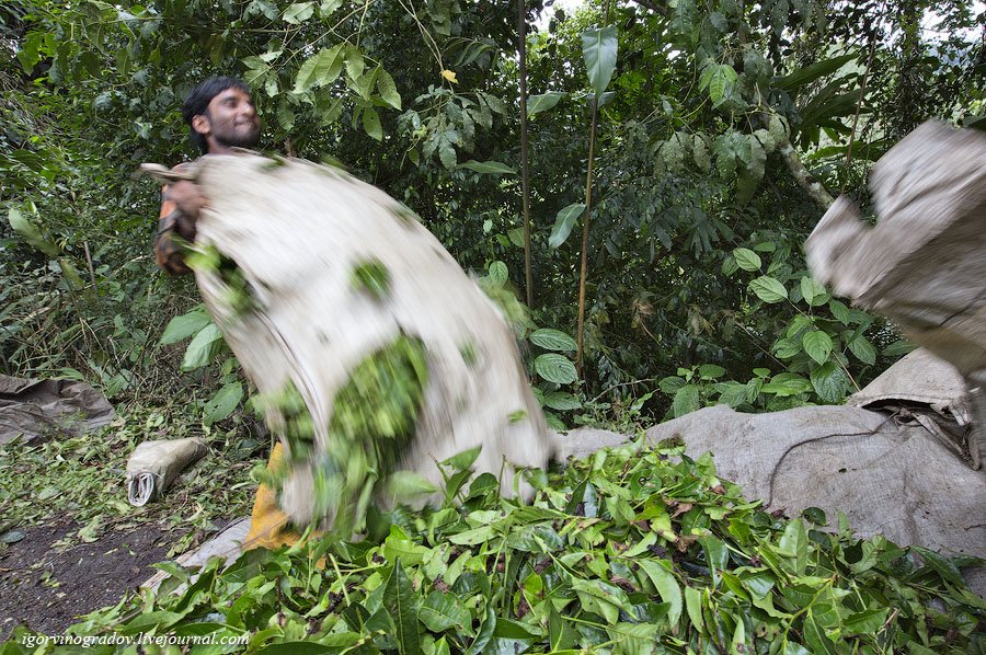 Чайные плантации Камеронских гор