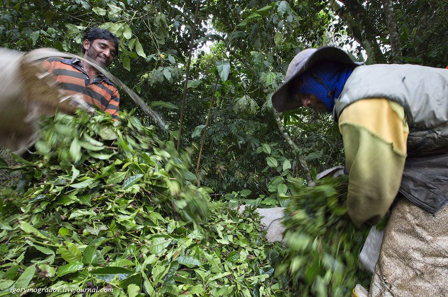 Чайные плантации Камеронских гор