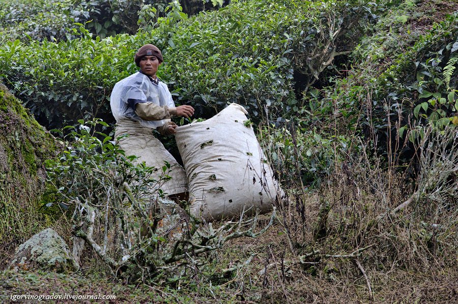 Чайные плантации Камеронских гор