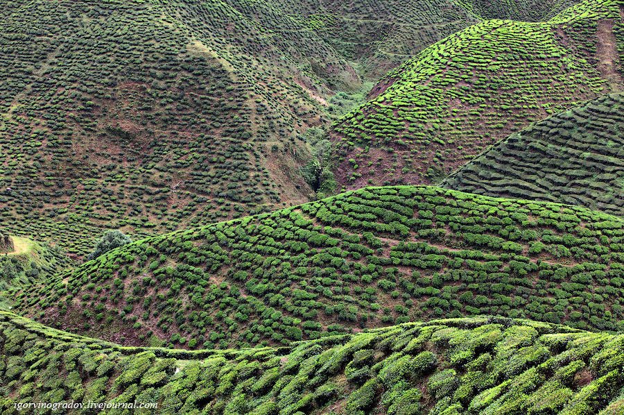 Чайные плантации Камеронских гор