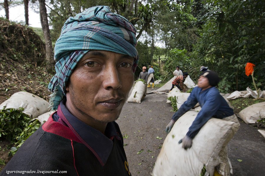 Чайные плантации Камеронских гор