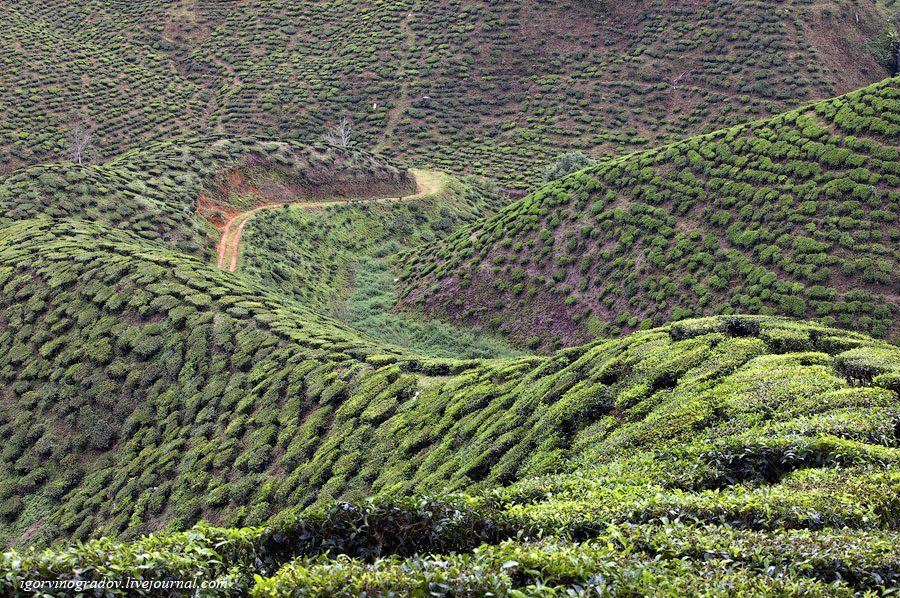 Чайные плантации Камеронских гор
