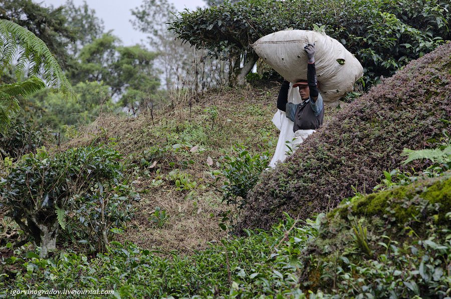 Чайные плантации Камеронских гор