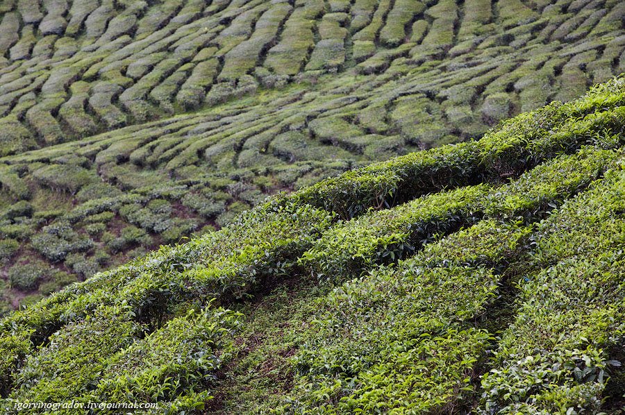 Чайные плантации Камеронских гор