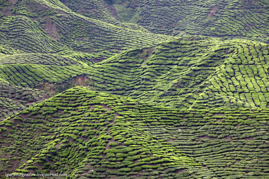 Чайные плантации Камеронских гор