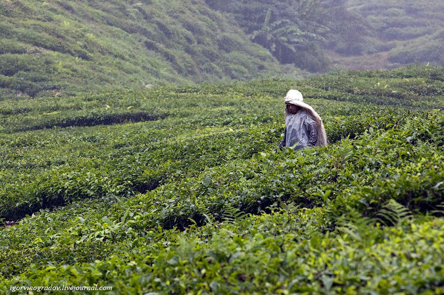 Чайные плантации Камеронских гор