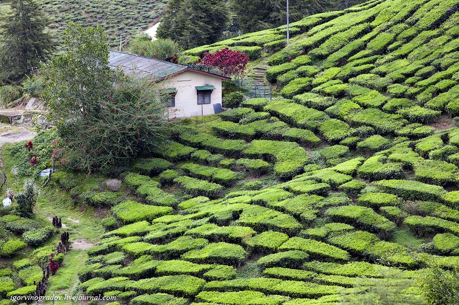 Чайные плантации Камеронских гор