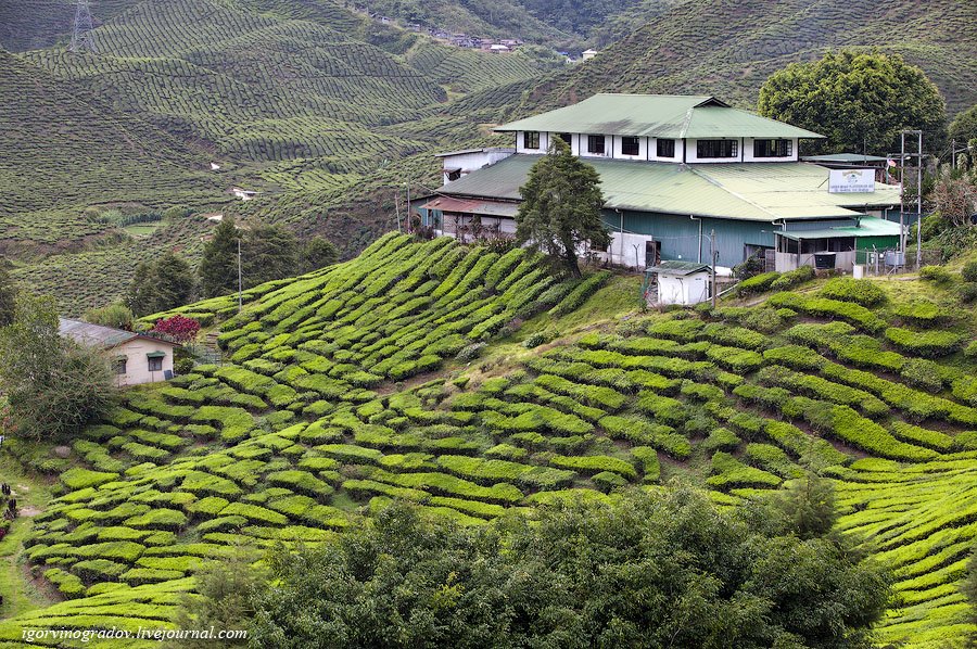 Чайные плантации Камеронских гор