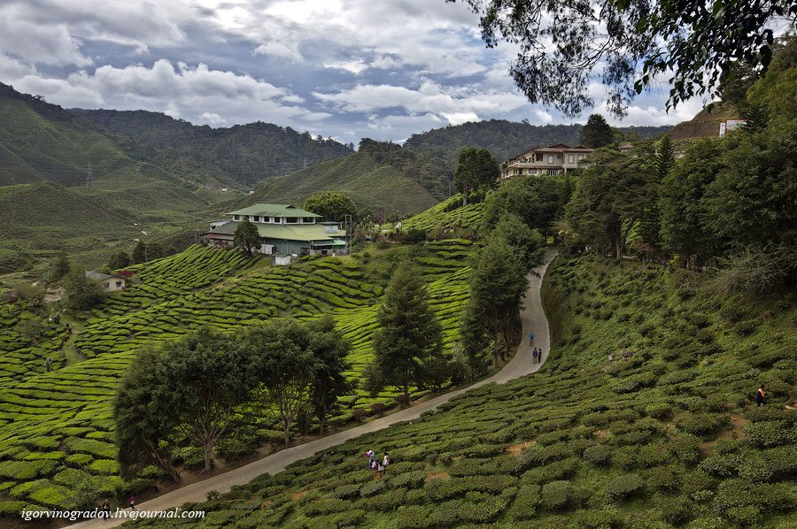 Чайные плантации Камеронских гор