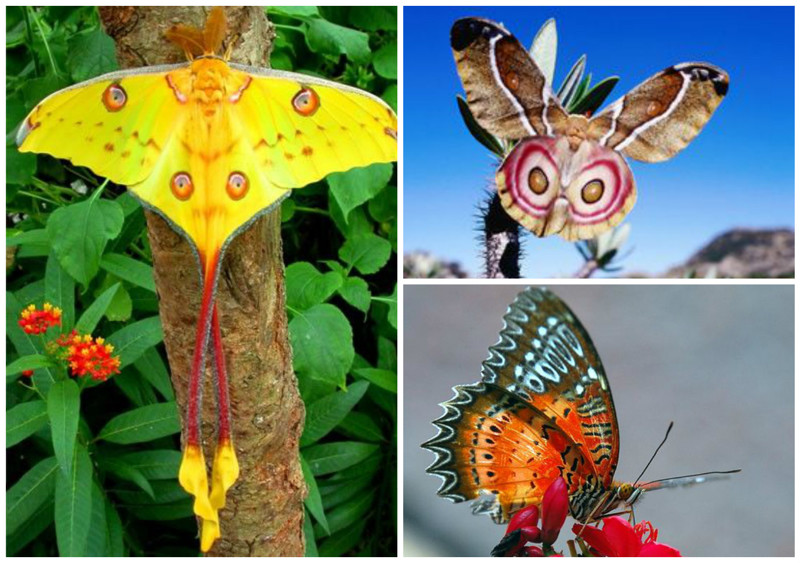 Эти невероятные бабочки