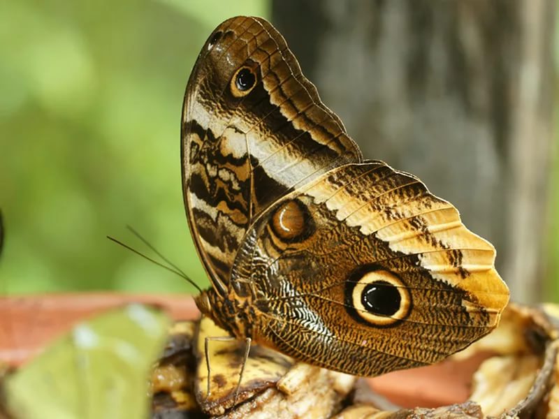 Эти невероятные бабочки