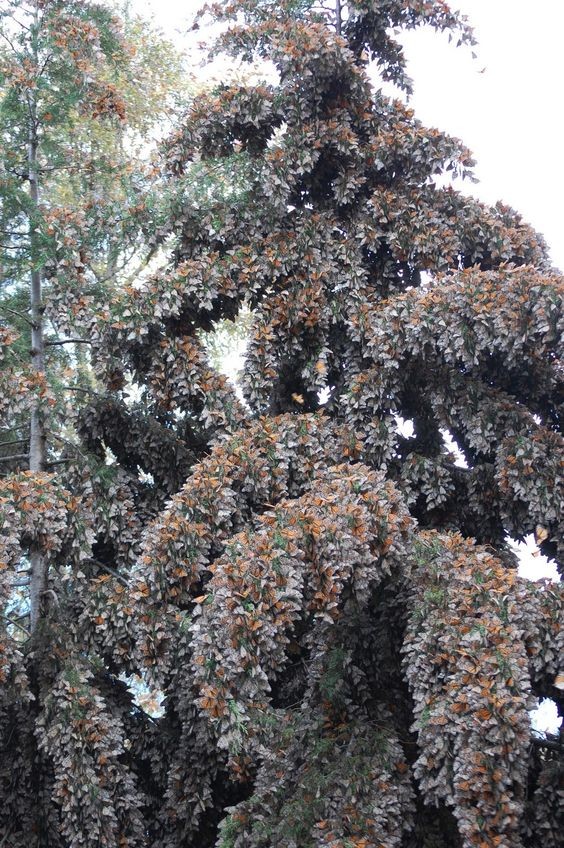 Эти невероятные бабочки