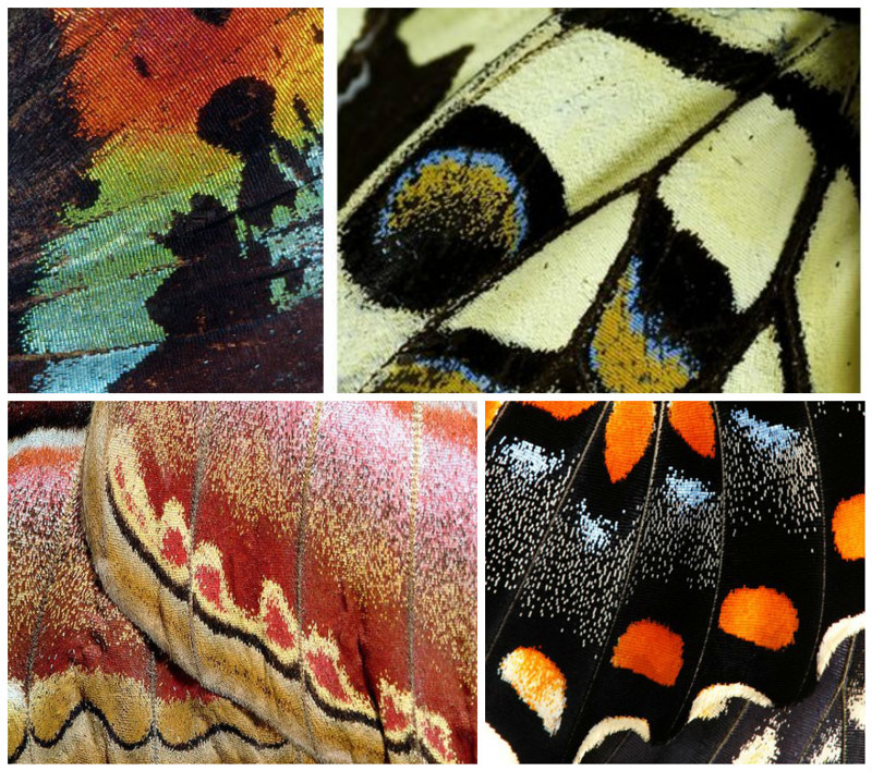 Эти невероятные бабочки