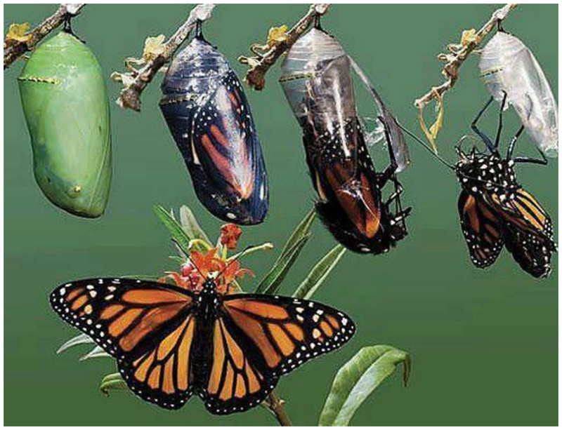 Эти невероятные бабочки