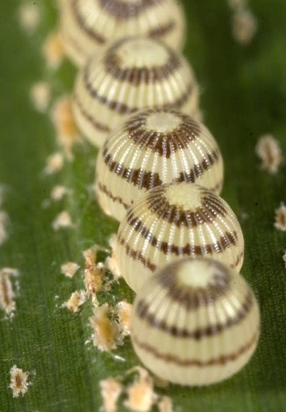 Эти невероятные бабочки