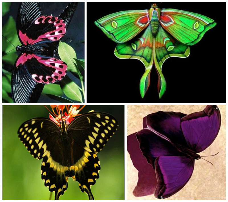 Эти невероятные бабочки