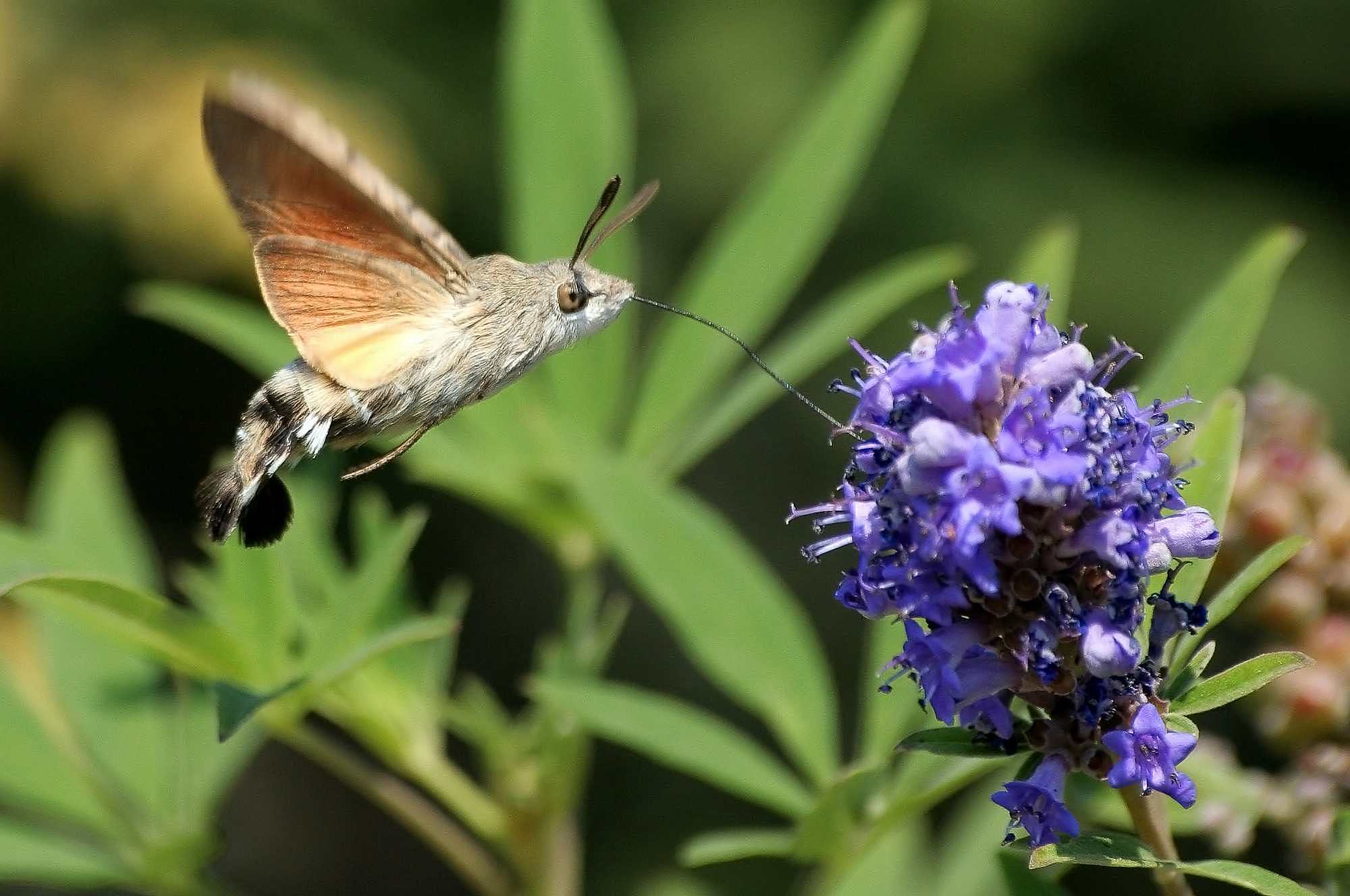 Эти невероятные бабочки