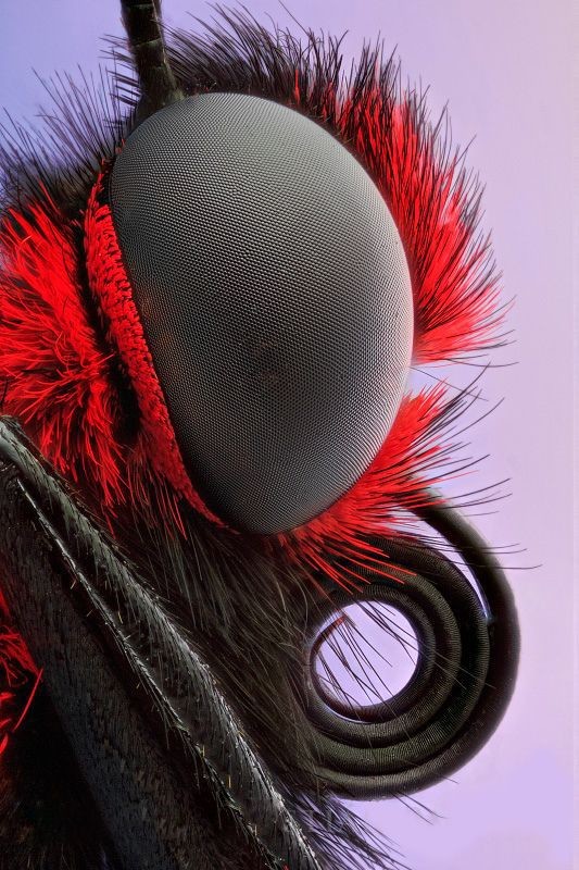 Эти невероятные бабочки