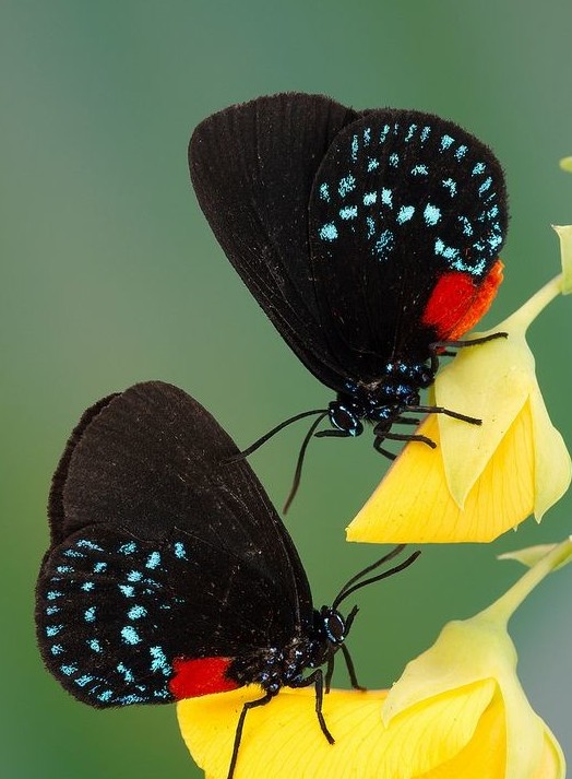 Эти невероятные бабочки