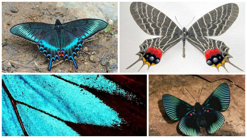 Эти невероятные бабочки