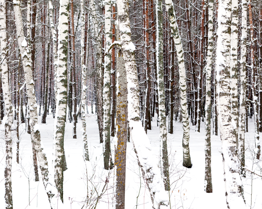 Жизнь людей в Чернобыльской зоне Жизнь людей в Чернобыльской зоне