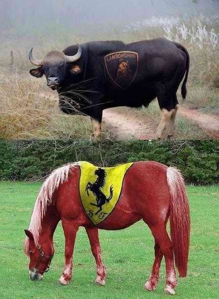 Авто-юмор. Часть 12 (40 фото)