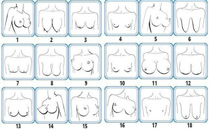 Разновидности женской груди
