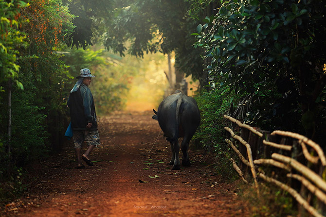 Таиланд в фотографиях Саравута Вансета (24 фото)