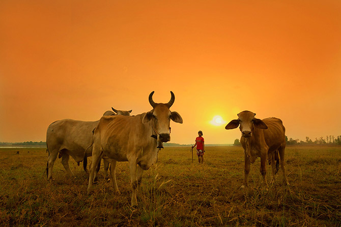 Таиланд в фотографиях Саравута Вансета (24 фото)