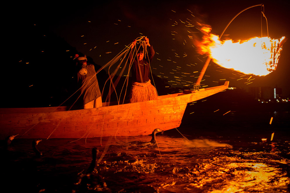 Животные, которые делают новости