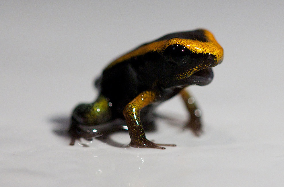 Животные, которые делают новости