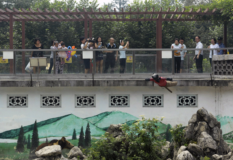 Животные, которые делают новости