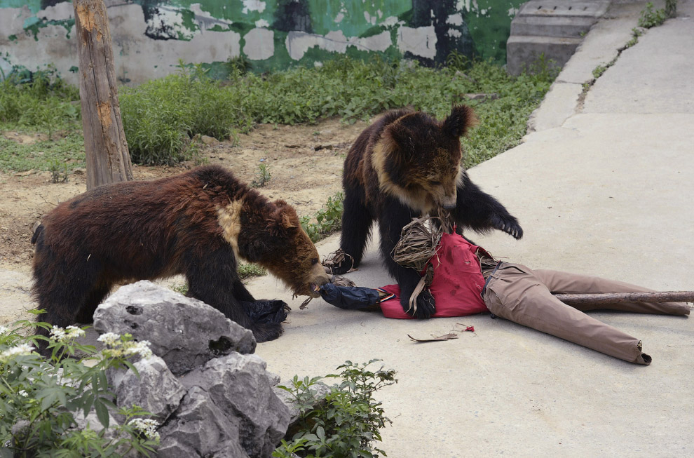 Животные, которые делают новости