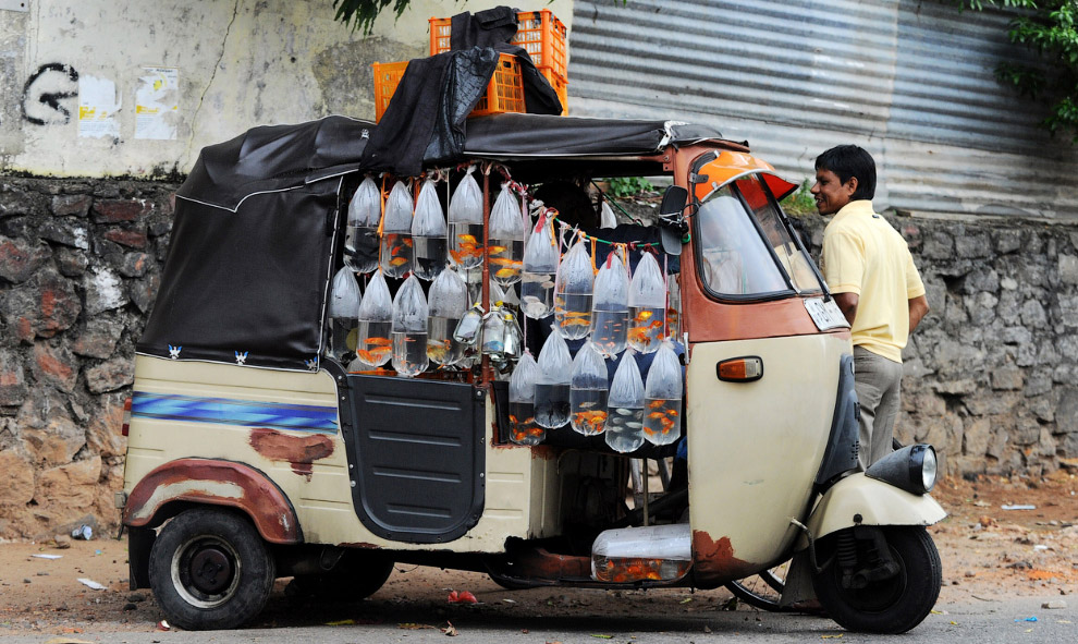 Животные, которые делают новости