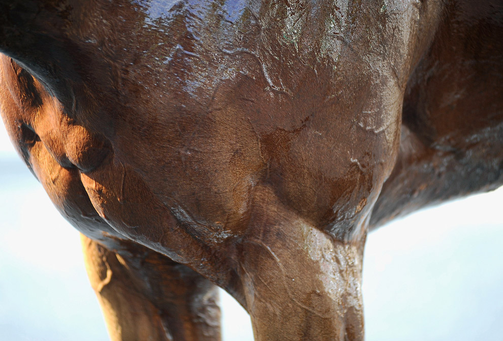 Животные, которые делают новости