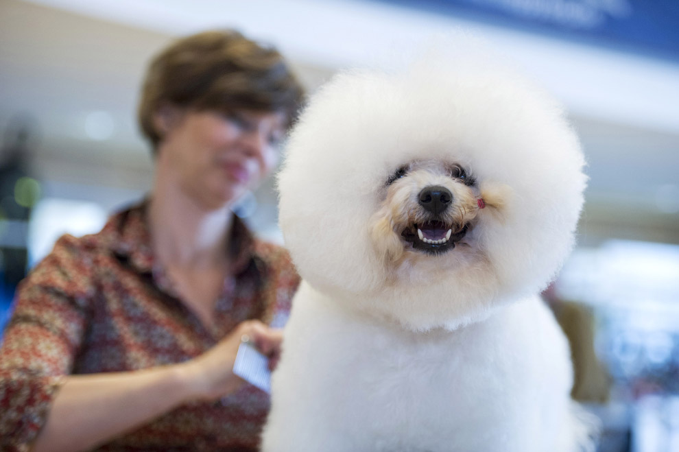 Животные, которые делают новости