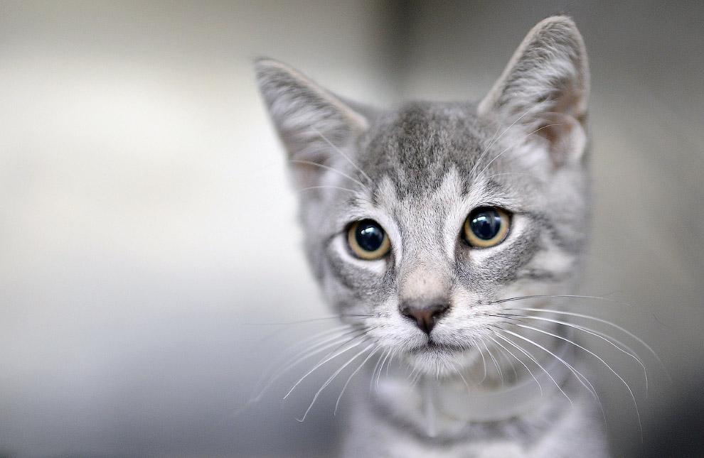 Животные, которые делают новости